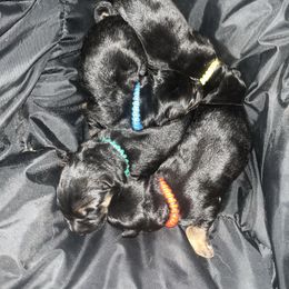 Red boy - Black and red male German Shepherd puppy in Youngsville, North Carolina from Di casa Esperanza