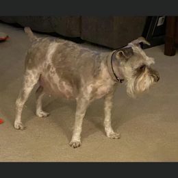 Rumor - Miniature Schnauzer