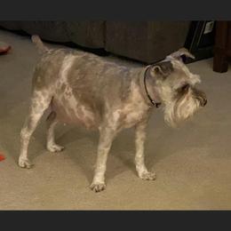 Rumor - Miniature Schnauzer