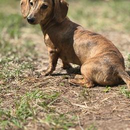 Goose - Dachshund
