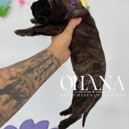 Loom - Brindle female Great Dane puppy in Michigan from Ohana Great Danes of Michigan