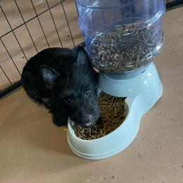 Red collar Maisie - Black female Scottish Terrier puppy in Brule, Nebraska from Scottyland Yard
