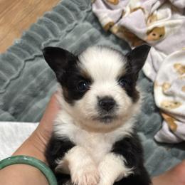 Australian Shepherd and Toy Australian Shepherd Puppies from Daisys Toy Aussies