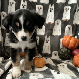 Miniature Australian Shepherd and Toy Australian Shepherd Puppies from Hotmess of Aussies