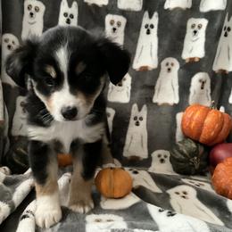 Miniature Australian Shepherd and Toy Australian Shepherd Puppies from Hotmess of Aussies