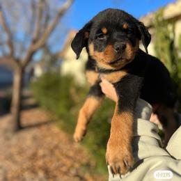 Rottweiler Puppies from Fantasy Kennel