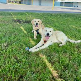 Golden Retriever Puppies from Prim's Golden Retrievers