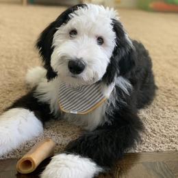 Bernedoodle, Bernese Mountain Dog, Old English Sheepdog, Poodle, and Sheepadoodle Puppies from VonDoodles Bernedoodles & Sheepadoodles