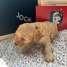 Cockapoo Puppies from Country J Canines