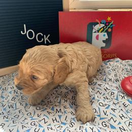 Cockapoo Puppies from Country J Canines