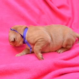 Vizsla Puppies from Summit Vizsla (we can deliver to you)