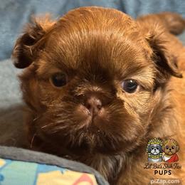 Teddy - Chocolate male Shih Tzu puppy in Walkertown, North Carolina from Lil’ Bit’s Shih Tzu
