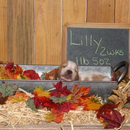 Lilly - Lemon and white female Basset Hound puppy in Dover, Arkansas from S&S American Bassets