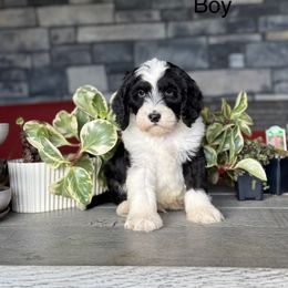 Plano - Black male Double Doodle puppy in Millersburg, Ohio from T Sanctum