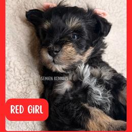Red Girl - Black and silver female Miniature Schnauzer puppy in Houston, Texas from Semien Family Kennels