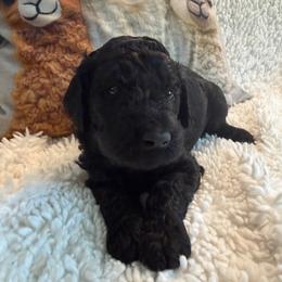 Henry- Boy 1 (navy collar) - Black male Goldendoodle puppy in Auburn, Indiana from Cooper’s Doodles