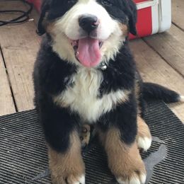 Bernese Mountain Dog Puppies from D’S Bernese Mountain Dogs
