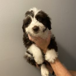 Nolan - Brown and white male Aussiedoodle puppy in Columbia, Kentucky from Burton's Precious Doodles