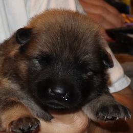 Ace - Black Collar - Red male Eurasier puppy in Lakewood, Ohio from Exquisite Eurasier