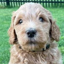 Boy 2 - Labradoodle puppy in Statesville, North Carolina from Labradoodles of the Foothills