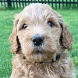 Boy 2 - Labradoodle puppy in Statesville, North Carolina from Labradoodles of the Foothills