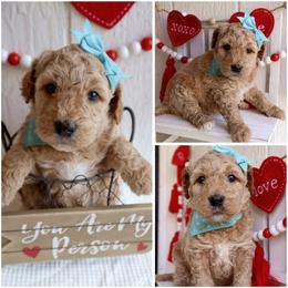 California blue  girl - Cream female Whoodle puppy in Smallett, Missouri from Leshas Whoodles