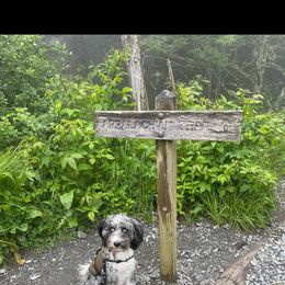 Aussiedoodle Puppies from S & L Oodles of Doodles