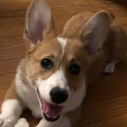 Pembroke Welsh Corgis from Manning Breeding