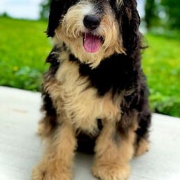 Estes - Bernedoodle