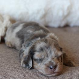 Harry AKC 5500 - Blue and cream male Dachshund puppy in Krum, Texas from Tired Chef Dachshunds