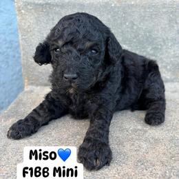 Miso - Phantom male Goldendoodle puppy in Brooksville, Florida from Spring Prairie Doodles