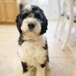 Piper - Bernedoodle