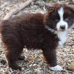 Kader - Red & white male Miniature Australian Shepherd puppy in Patterson, North Carolina from DreamLine Aussies