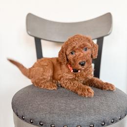 Brownie - Red  male Goldendoodle puppy in Billings, Montana from Montana Raised Doodles