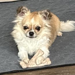 Cookie - Chihuahua