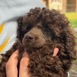 Probably - Brown male Poodle puppy in Florence County, South Carolina from Modern Family Standards