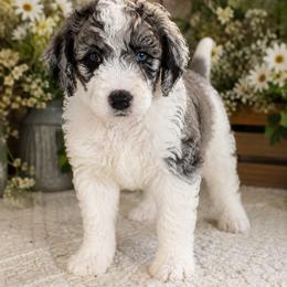 Bernedoodle, Goldendoodle, and Poodle Puppies from Gentle Paw Goldendoodles
