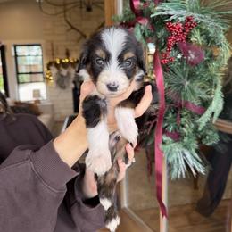 Rudolph - Tri-color male Bernedoodle puppy in Yuba City, California from Ranch House Doodles