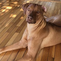 Rhodesian Ridgebacks from Delmar Ridge Kennels