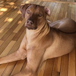 Rhodesian Ridgebacks from Delmar Ridge Kennels