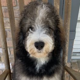 Sonny - Tri-color Bernedoodle puppy in Beaumont, Texas from Bluemoon Bernedoodles