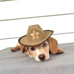 Lil Buddy - Cream male Dachshund puppy in Cambridge City, Indiana from Hilltop Doxies