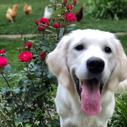 Golden Retriever Puppies from Dewbury Dream Goldens