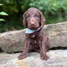 Earl Grey - Liver and white male Springerdoodle puppy in Lisbon, Ohio from Willow Lane Doodles