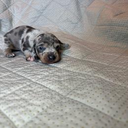 Boy 2 - Dapple male Dachshund puppy in Whitehouse, Texas from Bonded Oaks Doxies