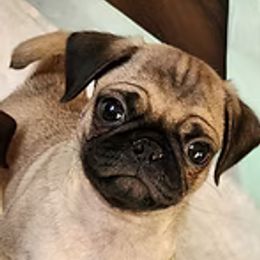 Pug Puppies from Ausband Farm Pugs