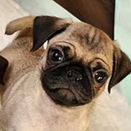 Pug Puppies from Ausband Farm Pugs