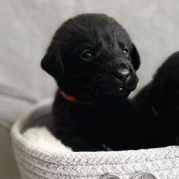 Labrador Retrievers from Allie’s Way Labradors
