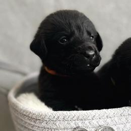 Labrador Retrievers from Allie’s Way Labradors