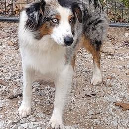 Elsa - Blue merle female Australian Shepherd puppy in Clinton, Missouri from Rocky Top Hearts